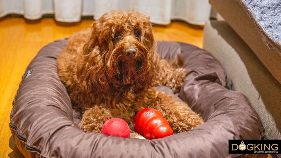 Wie verwende ich ein Plüschtier oder einen Kong mit meinem Hund?