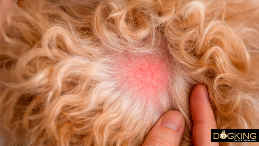 Dangers of flea infestation