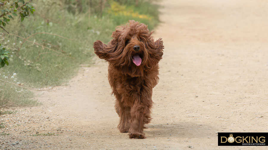 Tips to reduce your dog's bathroom anxiety