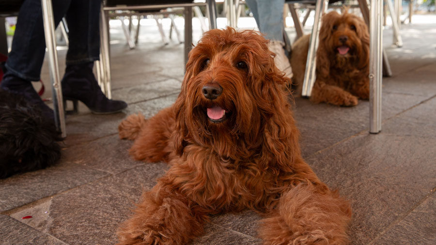 Origins of the dog Origins of the dog