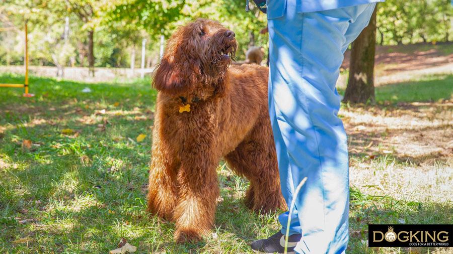 Does my dog understand when I speak to him?