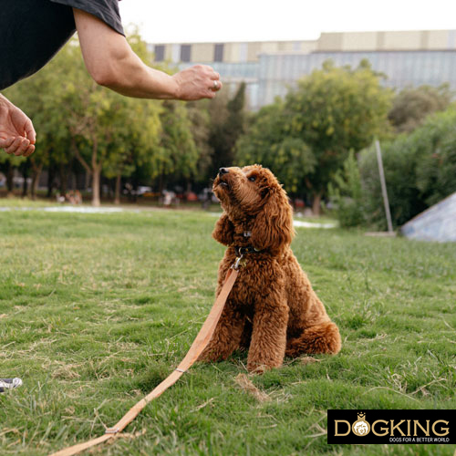 Does my dog understand when I speak to him?