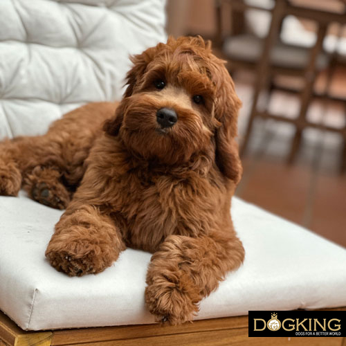 Does my dog understand when I speak to him?