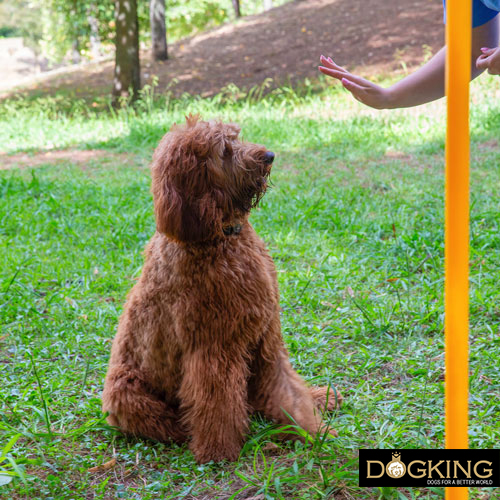 Does my dog understand when I speak to him?