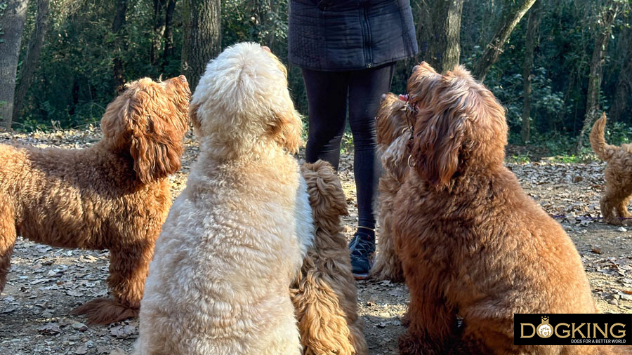 Does my dog understand when I speak to him?