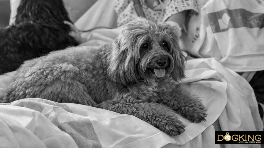 canine heroes and loyal friends