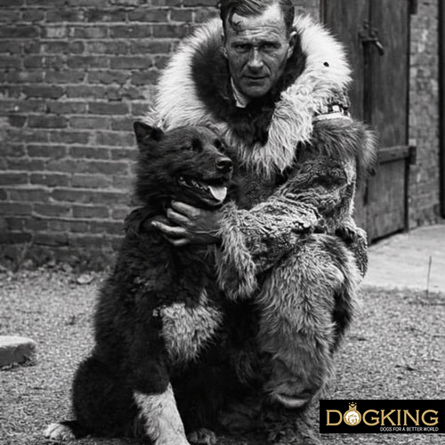 Balto, hero in the snow