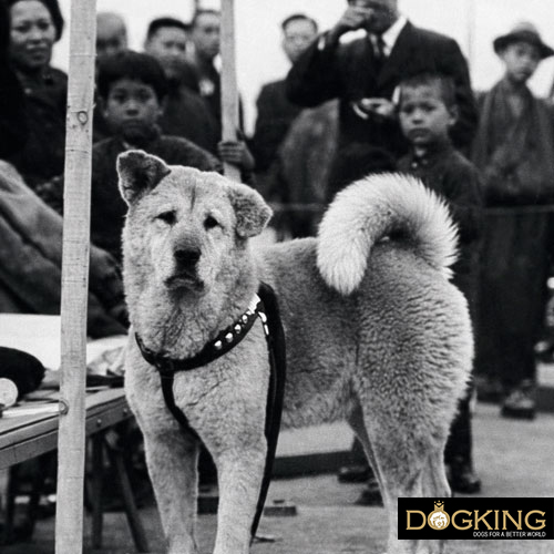 Hachiko, loyal to the end