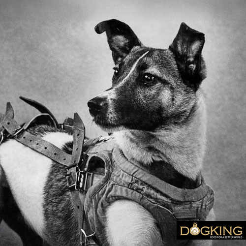 Laika, the first astronaut dog