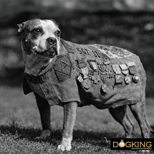 Stubby, the sergeant dog