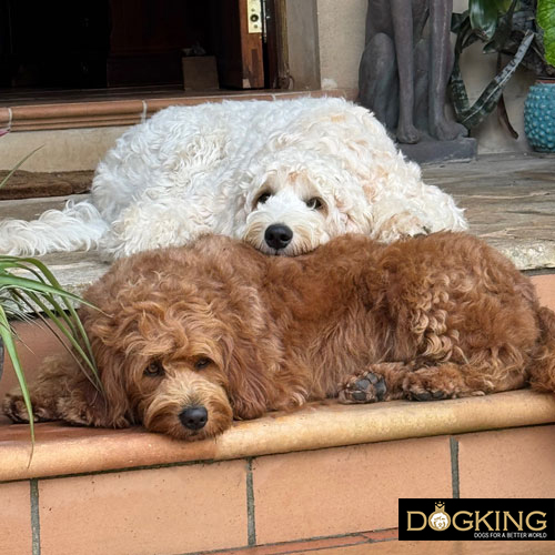 Ways to make your dog happy