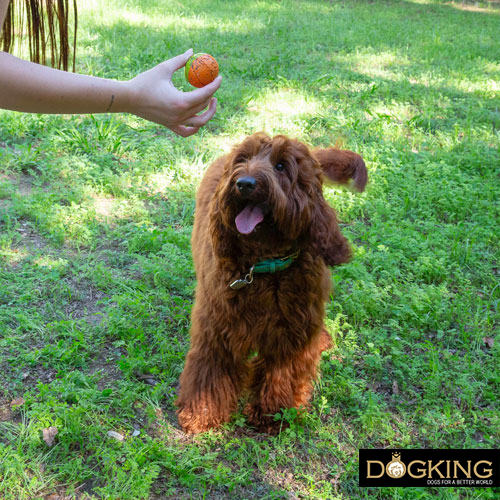 Ways to make your dog happy