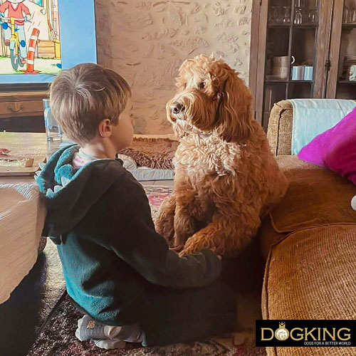 Ways to make your dog happy