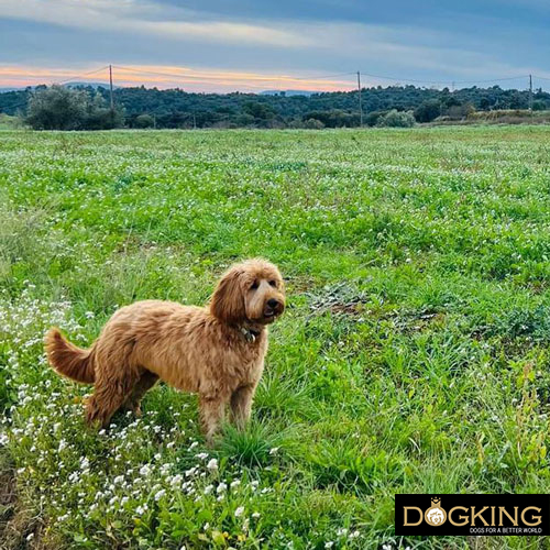 Ways to make your dog happy