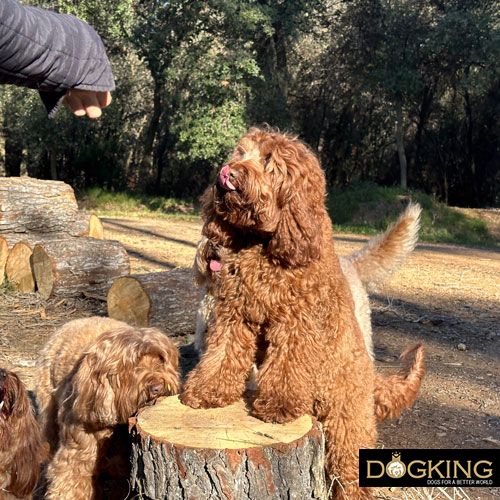 Ways to make your dog happy