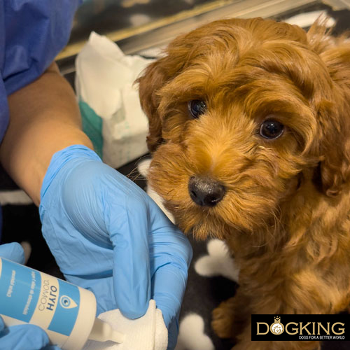 Ways to make your dog happy