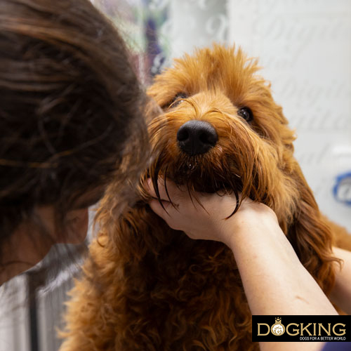 Ways to make your dog happy