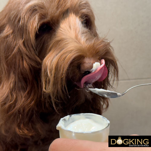 Ways to make your dog happy