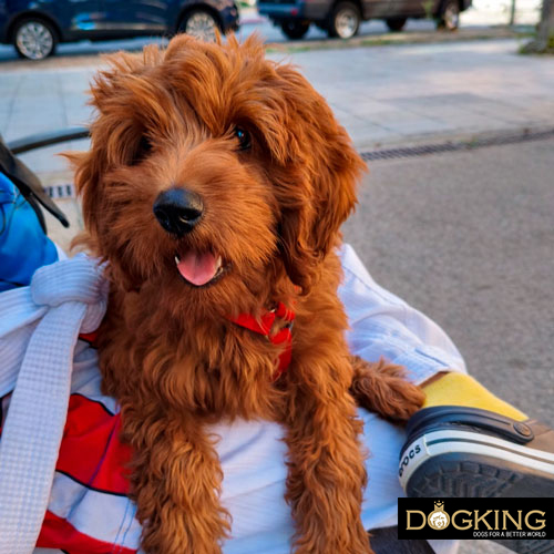 Dogs talk to us Dogs talk to us