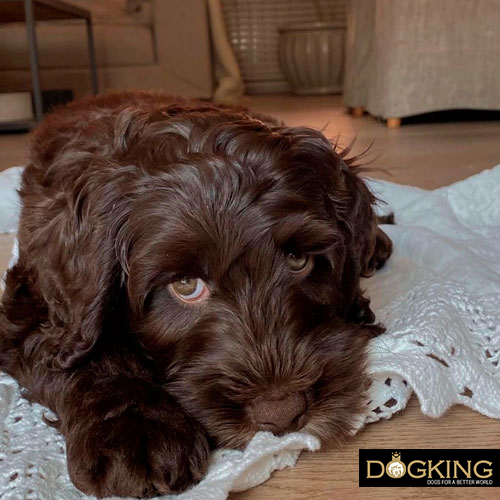 Dogs talk to us Dogs talk to us