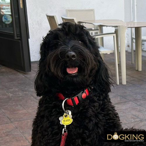 Dogs talk to us Dogs talk to us