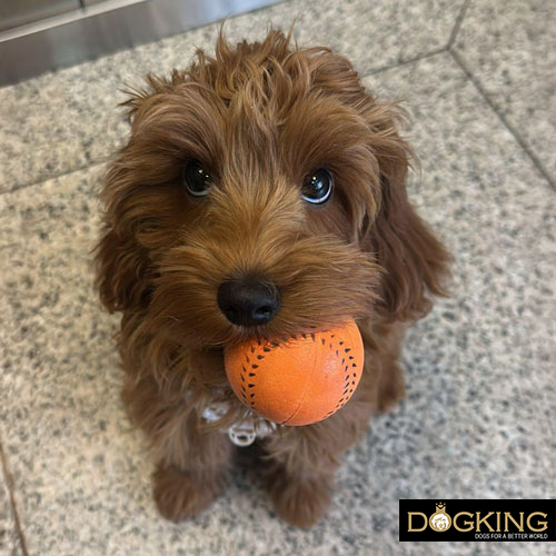 Dogs talk to us Dogs talk to us