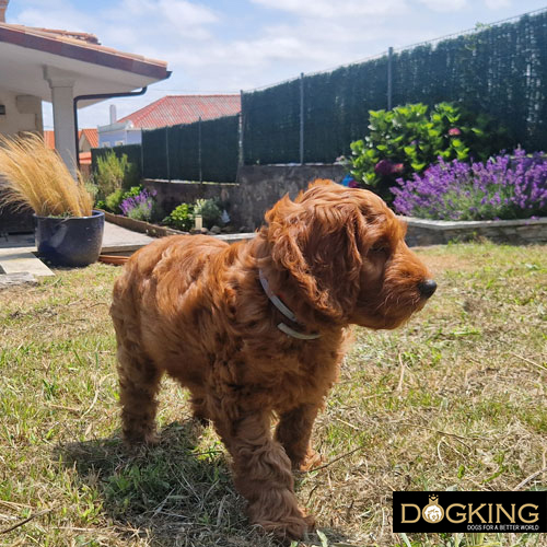 Dogs talk to us Dogs talk to us