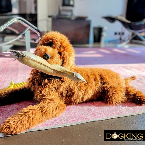 Dogs talk to us Dogs talk to us