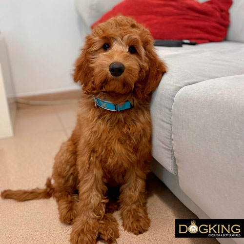 chien observant les expressions de son maître