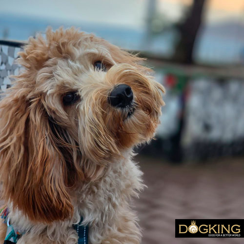 chien écoutant attentivement son maître