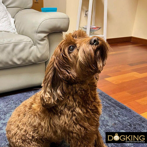 chien percevant les émotions humaines à travers l'odorat