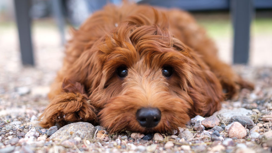¿tu perro puede medir el tiempo?