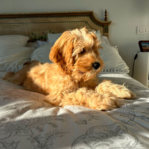 El reloj biológico de los perros