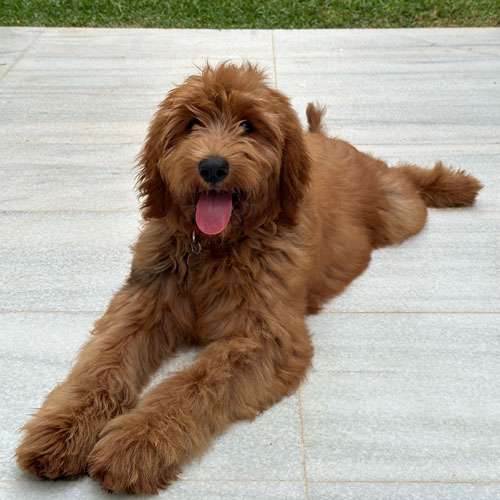 Los sentidos de la vista y el oído