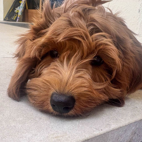 El olfato: el sentido más importante de tu perro