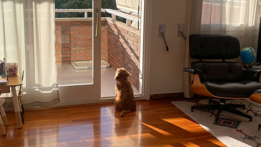 ¿tu perro puede medir el tiempo?