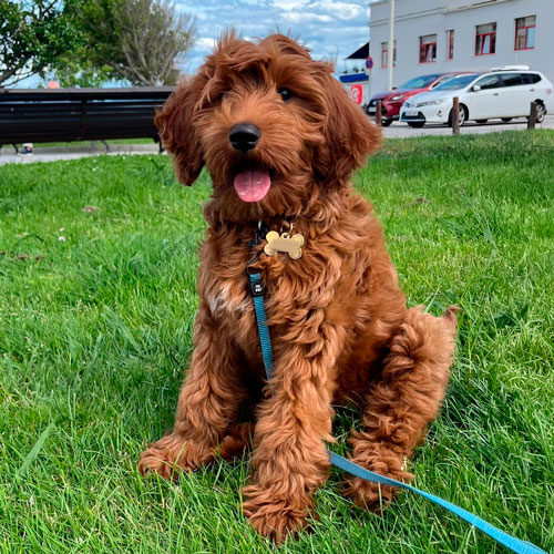 dog coughing or sneezing