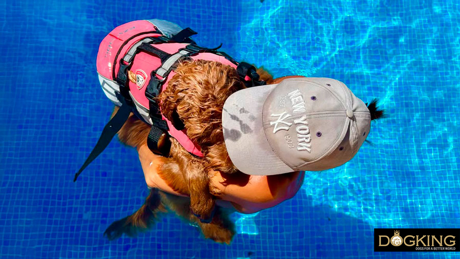 Is swimming good for dogs?