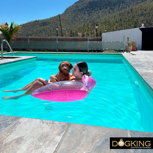 Is swimming good for dogs?