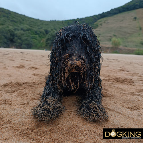 Is swimming good for dogs?