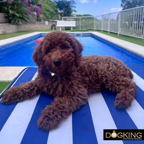 Is swimming good for dogs?