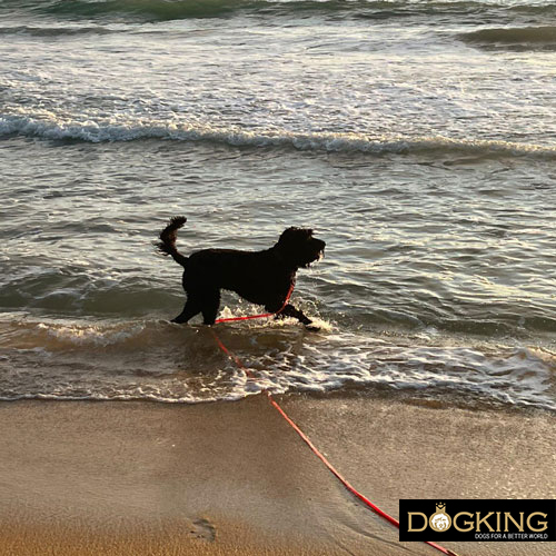 Is swimming good for dogs?