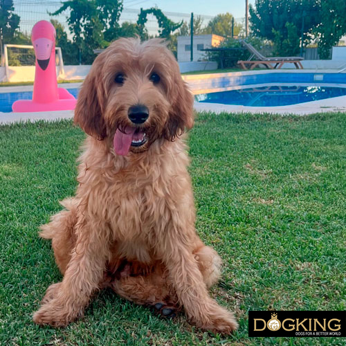 Is swimming good for dogs?