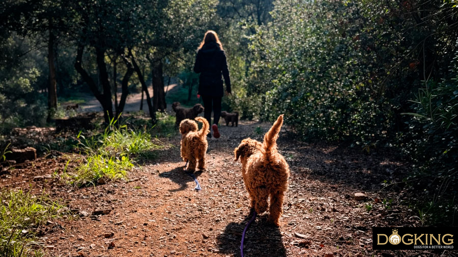 Problèmes liés aux tiques chez les chiens