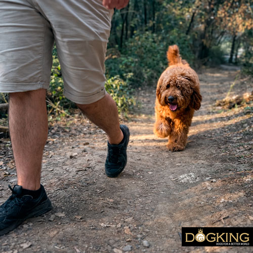 Problèmes liés aux tiques chez les chiens Problèmes liés aux tiques chez les chiens