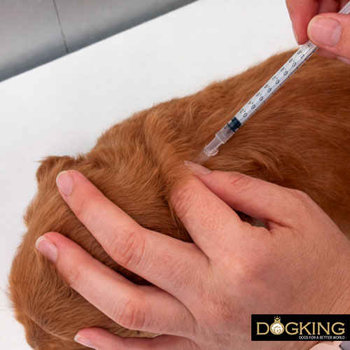 Problèmes liés aux tiques chez les chiens Problèmes liés aux tiques chez les chiens