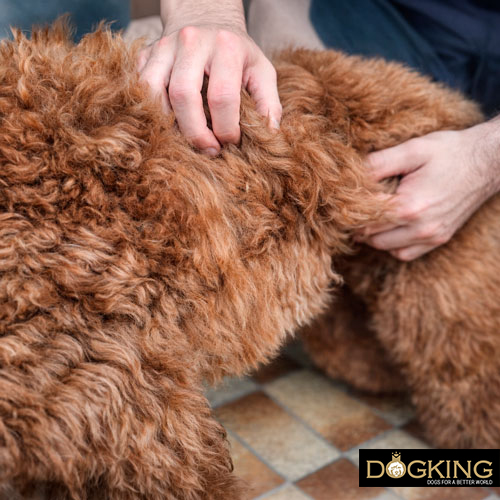 Problèmes liés aux tiques chez les chiens Problèmes liés aux tiques chez les chiens