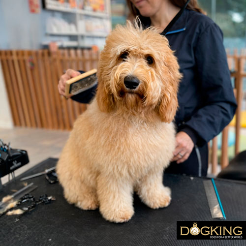 Problèmes liés aux tiques chez les chiens Problèmes liés aux tiques chez les chiens