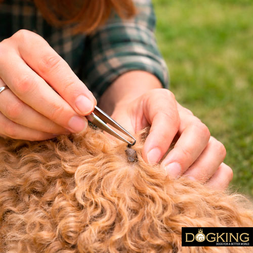 Problèmes liés aux tiques chez les chiens Problèmes liés aux tiques chez les chiens