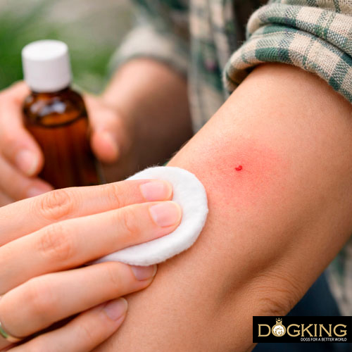 Problèmes liés aux tiques chez les chiens Problèmes liés aux tiques chez les chiens